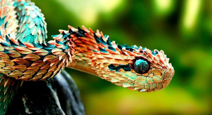Coolest Animal Species