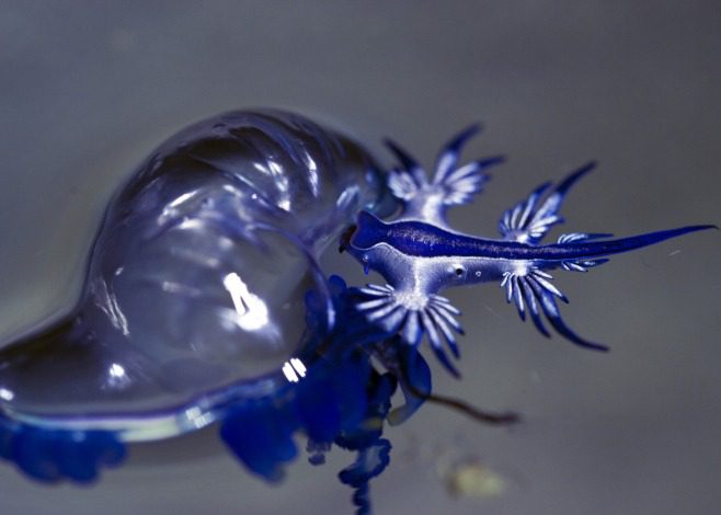 Glaucus featured Glaucus Atlanticus