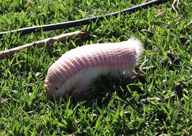 Pink Fairy Armadillo