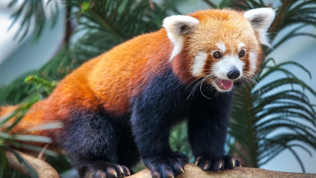 Red Panda Red Panda