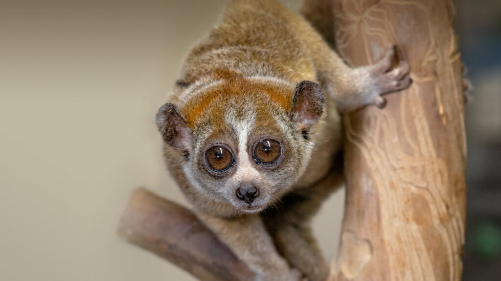 Slow Loris