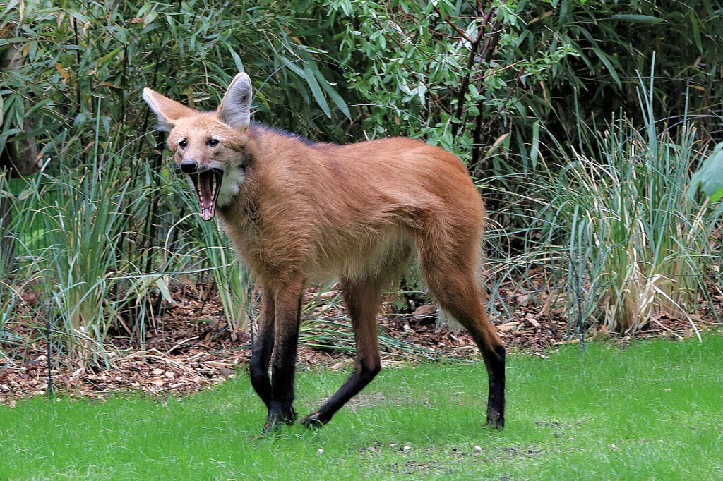 Maned Wolf
