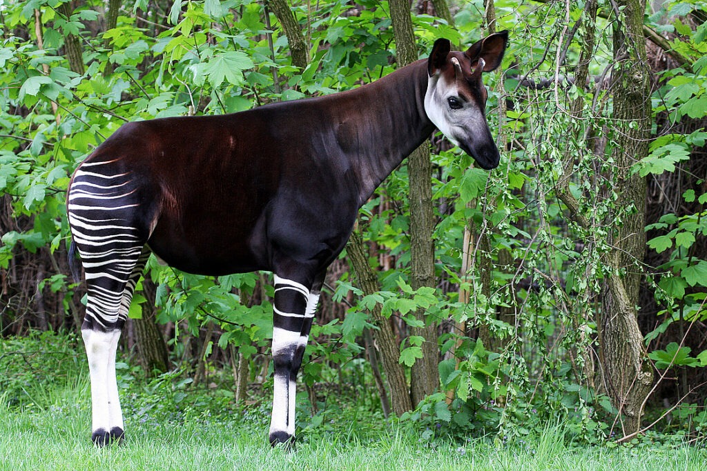 Okapi