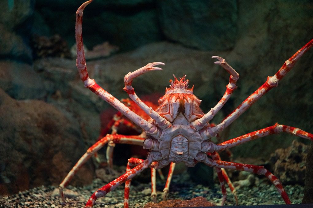 japanese spider crab 18 Japanese Spider Crab