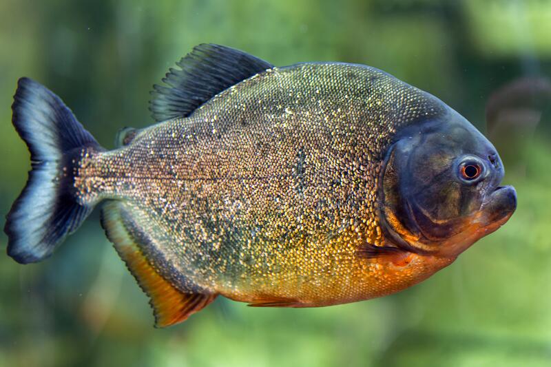 pacu fish piranha colossoma macropomum captive occurs south america 190949022 Pacu Fish