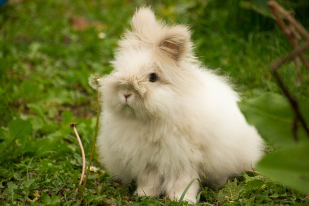 Angora Rabbit