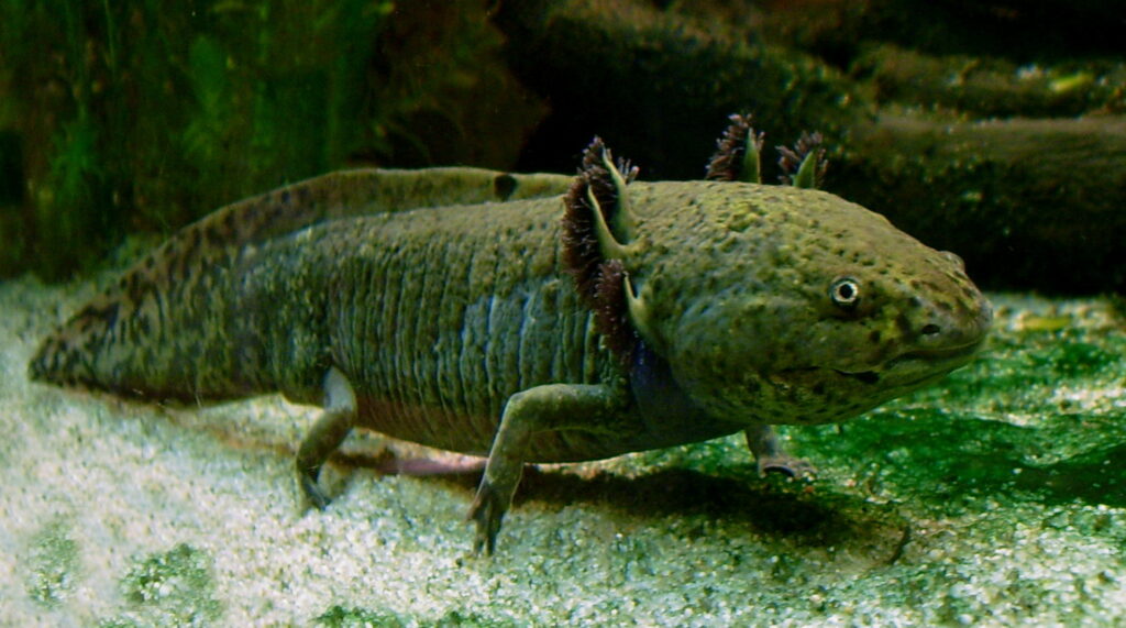 Axolotl 1 Axolotl