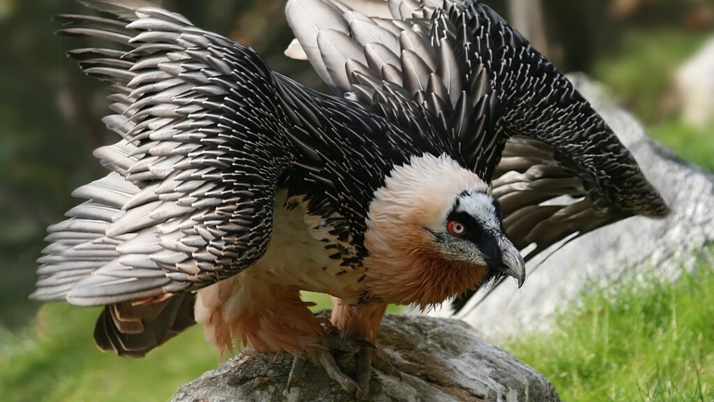 Bearded Vulture Bearded Vulture