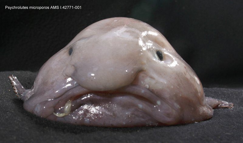 Blobfish Blobfish
