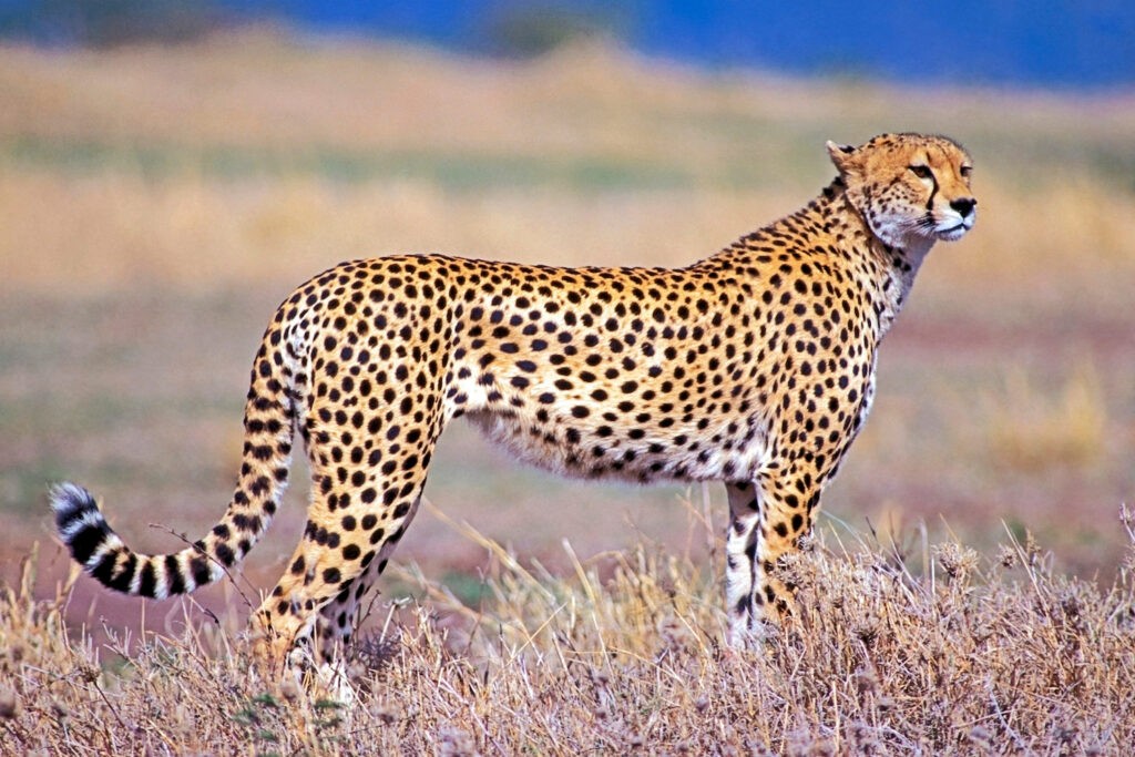 Cheetah Cheetah