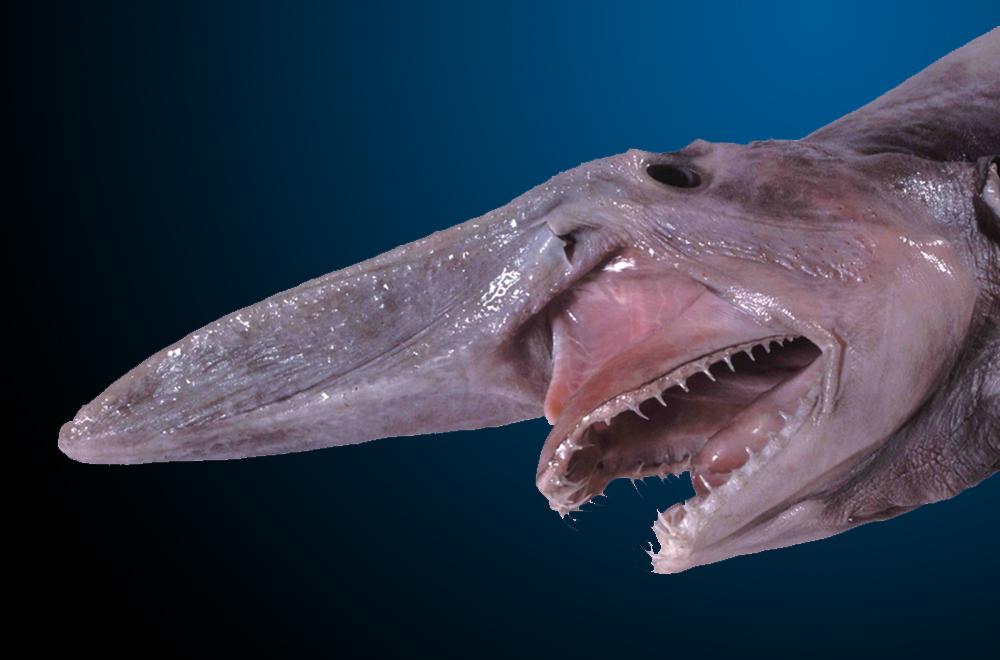 Goblin Shark Goblin Shark