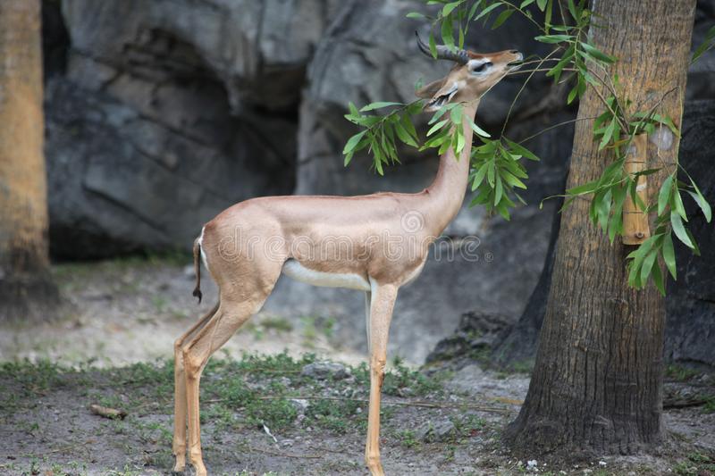 Leaf Deer Leaf Deer