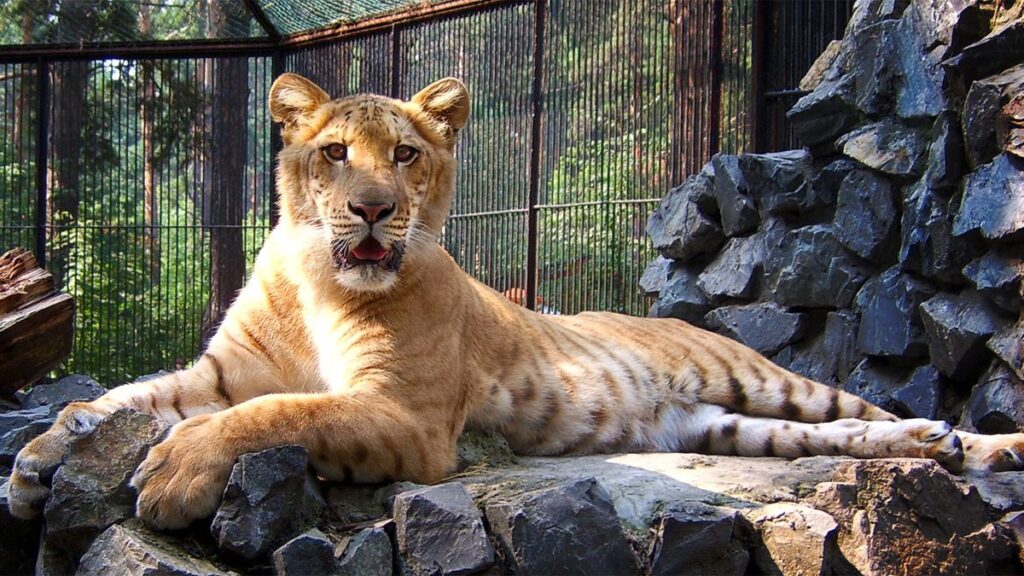 Liger Liger
