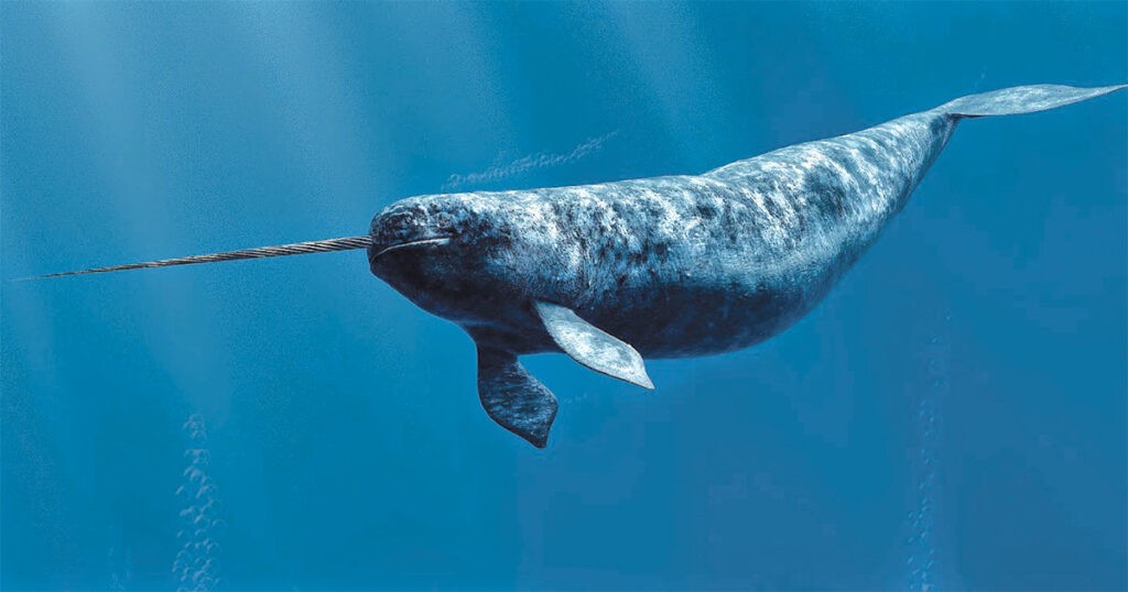 Narwhals Narwhals