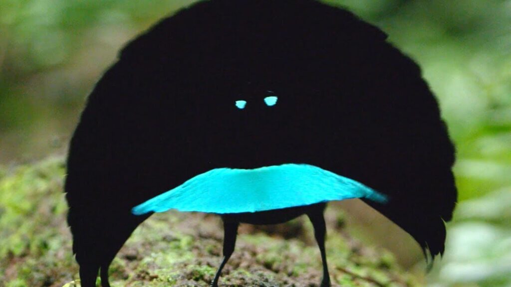 Superb Bird of Paradise Superb Bird of Paradise