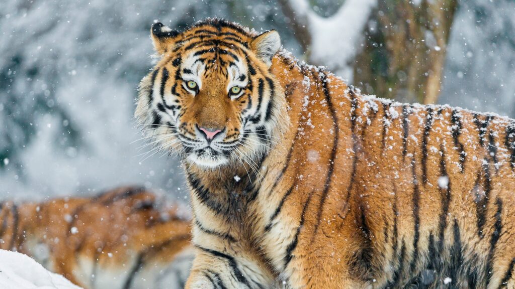Tiger Tiger