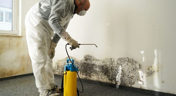 Mold Removal