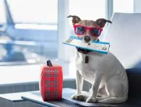 Touring with Your dog