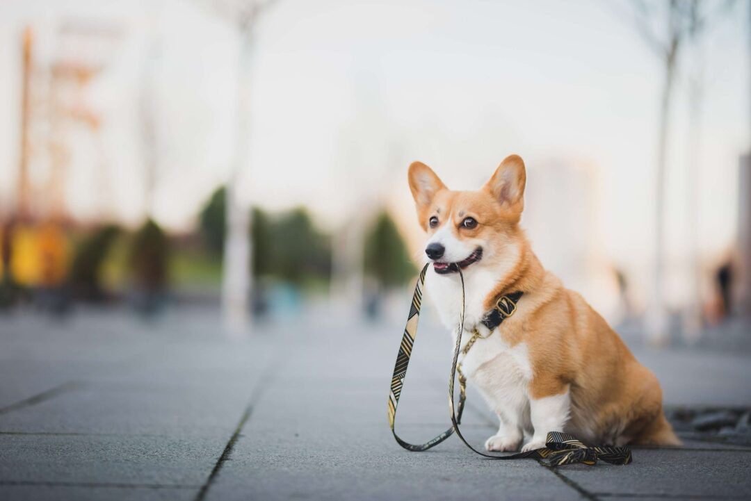 Pets Pets