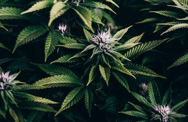 Prevalent Marijuana Prevalent Marijuana