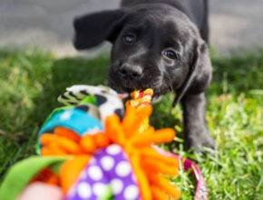 Dog Toys
