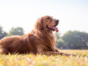 Golden Retriever850 7 Questions to Ask Yourself When Buying Pet Insurance for Your Golden Retriever