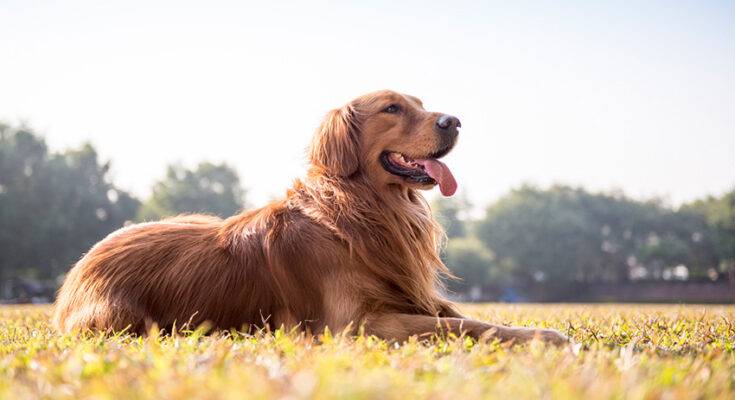 Golden Retriever850 7 Questions to Ask Yourself When Buying Pet Insurance for Your Golden Retriever