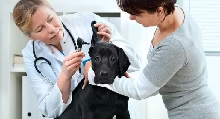How to choose the right veterinarian for your pet Allergic Reactions