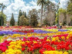 carnival of flowers 1 1024x683 1 Toowoomba Carnival