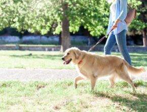 shutterstock 1780022249 1 768x512 1 Six Tips For Better Walks With Your Dog