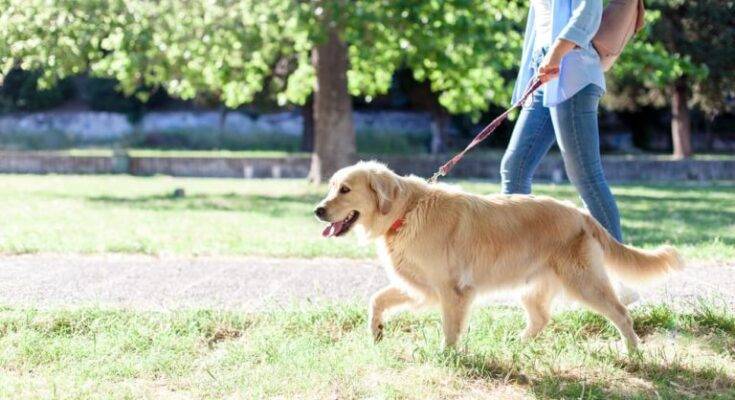 Six Tips For Better Walks With Your Dog
