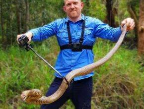 snake catching tours sunshine coast snake catchers11 Sunshine Coast