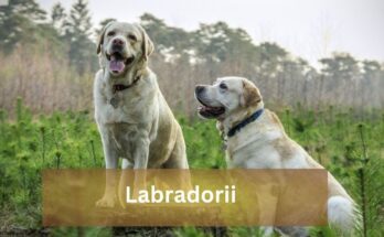 labradorii labradorii